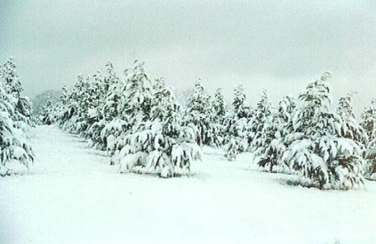Snow on Leyland Cypress